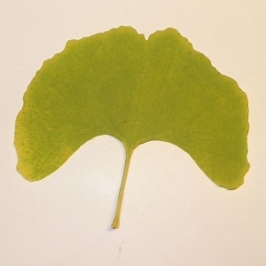 Photographie n°200587 du taxon Ginkgo biloba L. [1771]