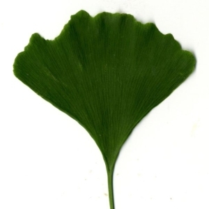 Photographie n°200593 du taxon Ginkgo biloba L. [1771]