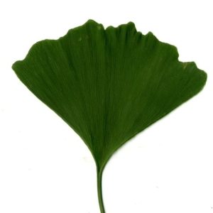 Photographie n°200600 du taxon Ginkgo biloba L. [1771]