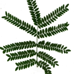 Photographie n°200619 du taxon Gleditsia triacanthos L. [1753]