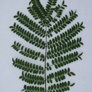 Photographie n°200625 du taxon Gleditsia triacanthos L. [1753]