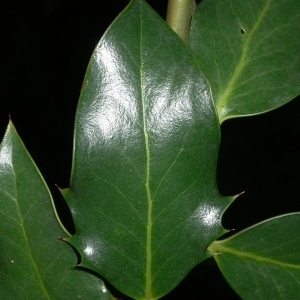 Photographie n°200647 du taxon Ilex aquifolium L.