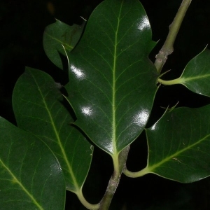 Photographie n°200648 du taxon Ilex aquifolium L.