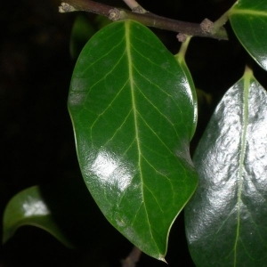 Photographie n°200654 du taxon Ilex aquifolium L.