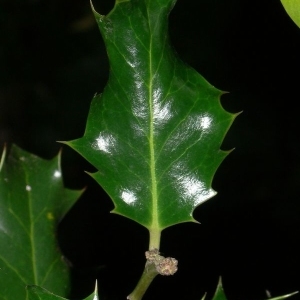 Photographie n°200657 du taxon Ilex aquifolium L.