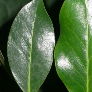 Photographie n°200660 du taxon Ilex aquifolium L.