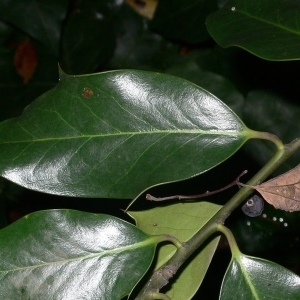 Photographie n°200663 du taxon Ilex aquifolium L.