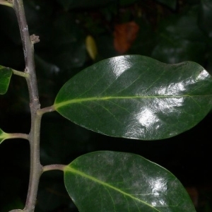 Photographie n°200664 du taxon Ilex aquifolium L.