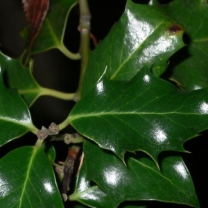 Photographie n°200665 du taxon Ilex aquifolium L.