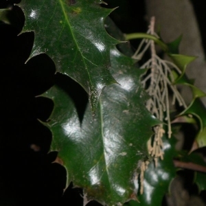 Photographie n°200669 du taxon Ilex aquifolium L.