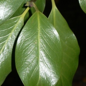 Photographie n°200670 du taxon Ilex aquifolium L.