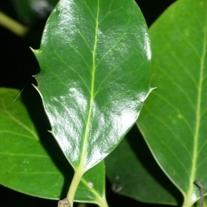 Photographie n°200674 du taxon Ilex aquifolium L.