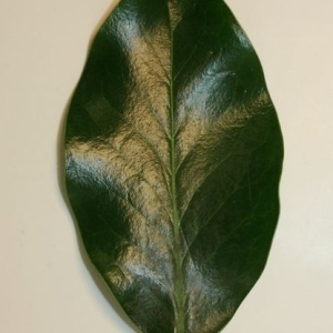 Photographie n°200681 du taxon Ilex aquifolium L.