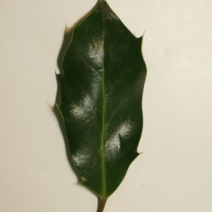 Photographie n°200698 du taxon Ilex aquifolium L.