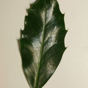 Photographie n°200699 du taxon Ilex aquifolium L.