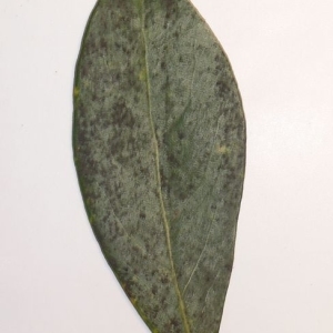 Photographie n°200747 du taxon Laurus nobilis L. [1753]