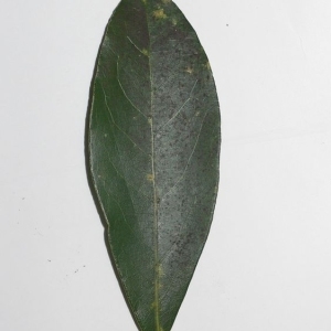 Photographie n°200748 du taxon Laurus nobilis L. [1753]
