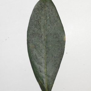 Photographie n°200749 du taxon Laurus nobilis L. [1753]