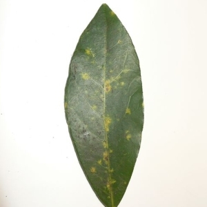 Photographie n°200750 du taxon Laurus nobilis L. [1753]