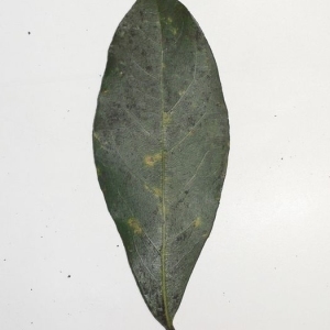 Photographie n°200751 du taxon Laurus nobilis L. [1753]