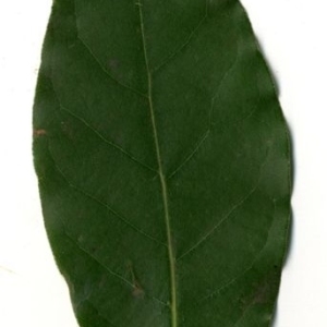 Photographie n°200759 du taxon Laurus nobilis L. [1753]