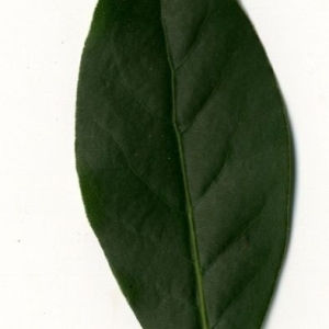 Photographie n°200760 du taxon Laurus nobilis L. [1753]