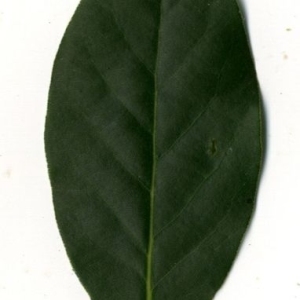 Photographie n°200762 du taxon Laurus nobilis L. [1753]