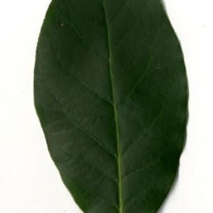 Photographie n°200765 du taxon Laurus nobilis L. [1753]