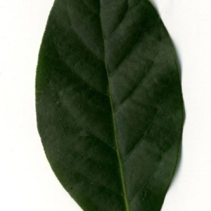 Photographie n°200766 du taxon Laurus nobilis L. [1753]