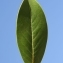  Pierre Bonnet - Magnolia grandiflora L. [1759]