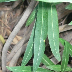 Photographie n°200840 du taxon Nerium oleander L. [1753]