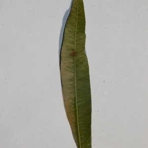 Photographie n°200842 du taxon Nerium oleander L. [1753]
