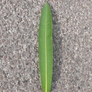 Photographie n°200852 du taxon Nerium oleander L. [1753]