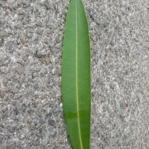 Photographie n°200854 du taxon Nerium oleander L. [1753]