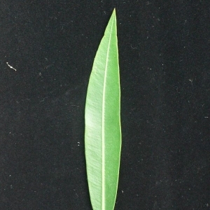 Photographie n°200855 du taxon Nerium oleander L. [1753]
