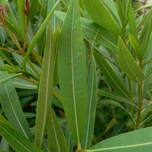 Photographie n°200856 du taxon Nerium oleander L. [1753]