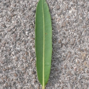 Photographie n°200860 du taxon Nerium oleander L. [1753]