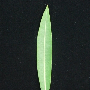 Photographie n°200861 du taxon Nerium oleander L. [1753]