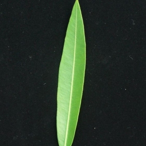 Photographie n°200862 du taxon Nerium oleander L. [1753]