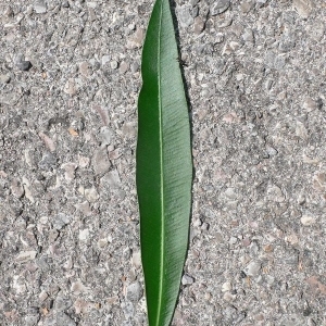 Photographie n°200868 du taxon Nerium oleander L. [1753]