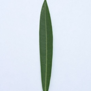 Photographie n°200876 du taxon Nerium oleander L. [1753]
