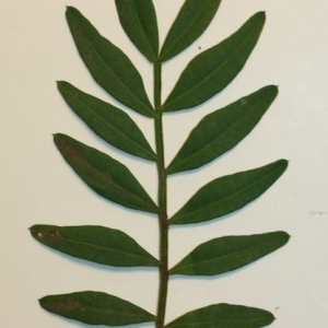 Photographie n°200919 du taxon Pistacia lentiscus L. [1753]