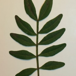 Photographie n°200924 du taxon Pistacia lentiscus L. [1753]