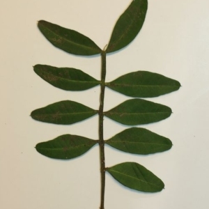 Photographie n°200926 du taxon Pistacia lentiscus L. [1753]