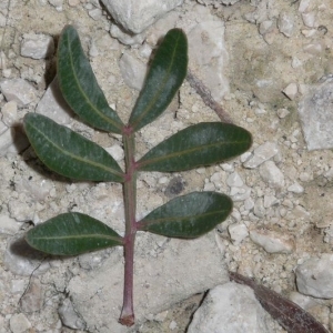 Photographie n°200938 du taxon Pistacia lentiscus L. [1753]