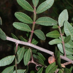 Photographie n°200953 du taxon Pistacia lentiscus L. [1753]