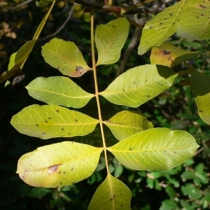 Photographie n°200957 du taxon Pistacia terebinthus L. [1753]