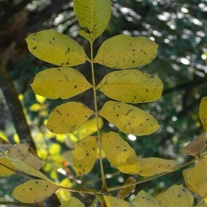 Photographie n°200973 du taxon Pistacia terebinthus L. [1753]