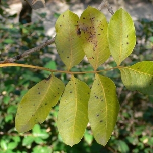 Photographie n°200979 du taxon Pistacia terebinthus L. [1753]