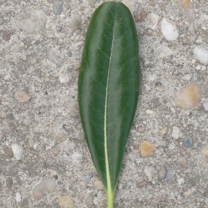 Photographie n°200990 du taxon Pittosporum tobira (Thunb.) W.T.Aiton [1811]